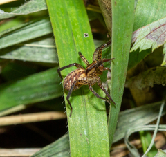 Hygrolycosa rubrofasciata