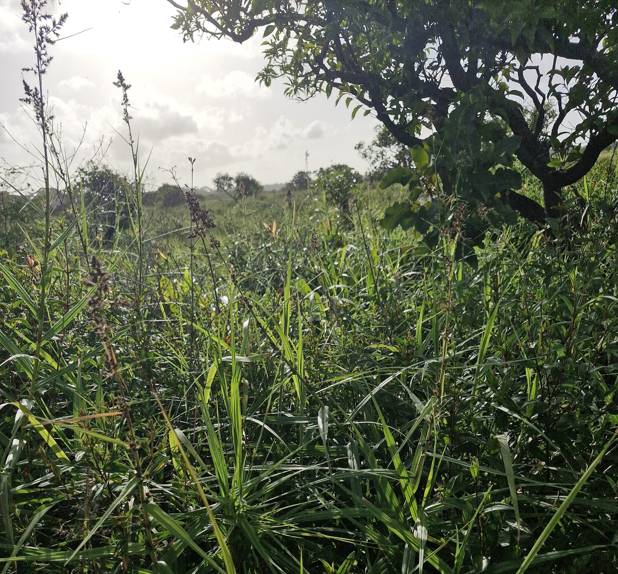 Imagem de Cipó-de-fogo