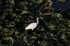 Egretta garzetta