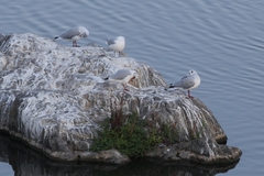 Chroicocephalus ridibundus