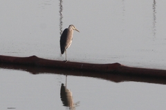 Ardea cinerea