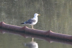 Larus fuscus