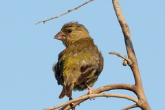 Chloris chloris
