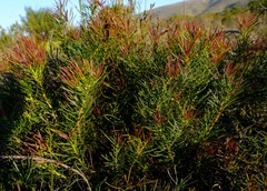 Protea decurrens