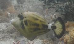 Cantherhines fronticinctus