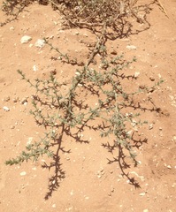 Salsola tragus