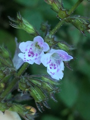 Clinopodium menthifolium ascendens