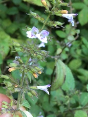 Clinopodium menthifolium ascendens