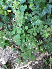 Clinopodium menthifolium ascendens