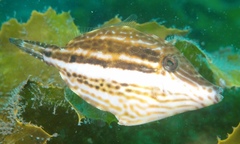 Meuschenia venusta