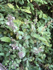 Clinopodium menthifolium ascendens