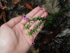 Tetratheca ericifolia