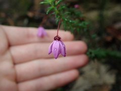 Tetratheca ericifolia
