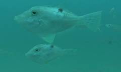 Arotrolepis filicauda