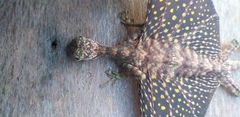 Draco melanopogon