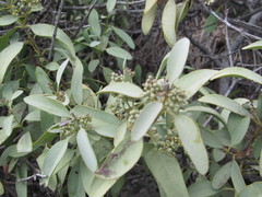 Santalum ellipticum