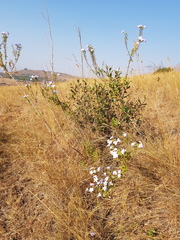 Jamesbrittenia grandiflora