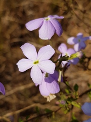 Jamesbrittenia grandiflora