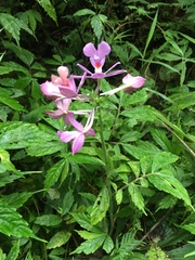 Calanthe masuca
