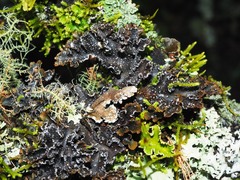 Pseudocyphellaria intricata