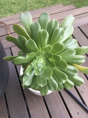 Aeonium undulatum