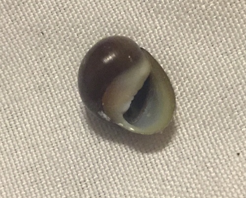 Olive Nerite