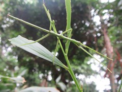 Acrophylla wuelfingi