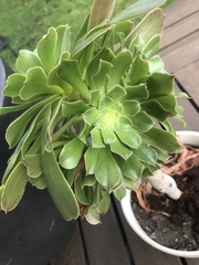 Aeonium undulatum