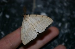 Lymantria xylina