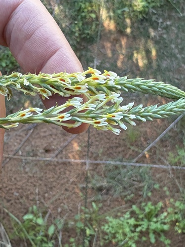Summer Slugwort (Hebenstretia integrifolia)