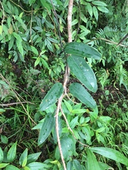 Dioscorea cirrhosa