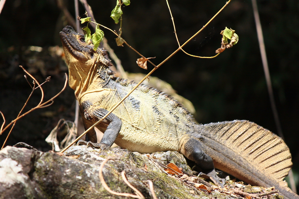 Makassar Sailfin Lizard