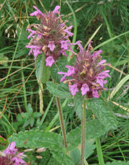 Betonica hirsuta