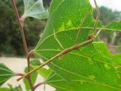 Acrophylla wuelfingi