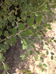 Ziziphus spina-christi