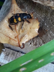 Nicrophorus interruptus