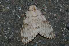 Lymantria mathura aurora