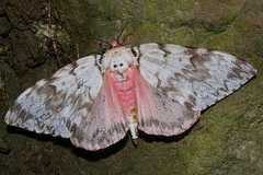 Lymantria mathura aurora