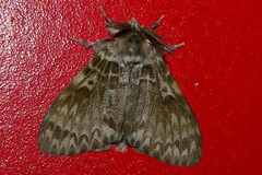 Lymantria mathura aurora