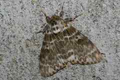 Lymantria mathura aurora