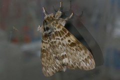 Lymantria mathura aurora