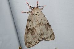 Lymantria mathura aurora