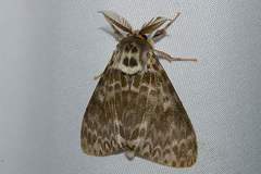 Lymantria mathura aurora