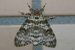 Lymantria mathura aurora