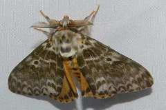 Lymantria mathura aurora
