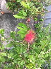 Calliandra tergemina