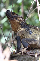 Hydrosaurus microlophus