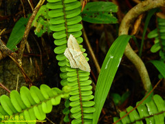 Calletaera postvittata