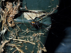 Latrodectus geometricus