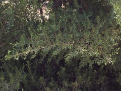 Ziziphus spina-christi